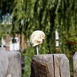 Fischerhus Luett Hauke 75 Qm Annerose Altwarp
